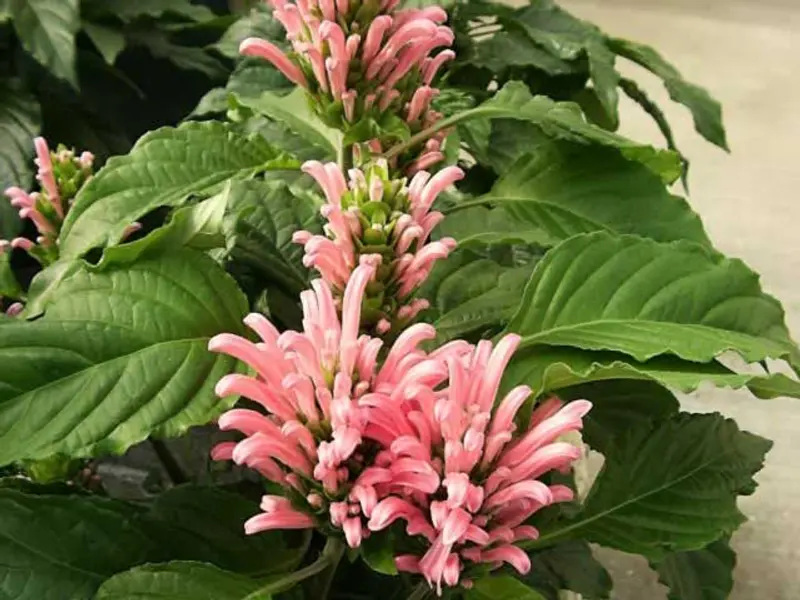 20 de plante pentru casa si gradina