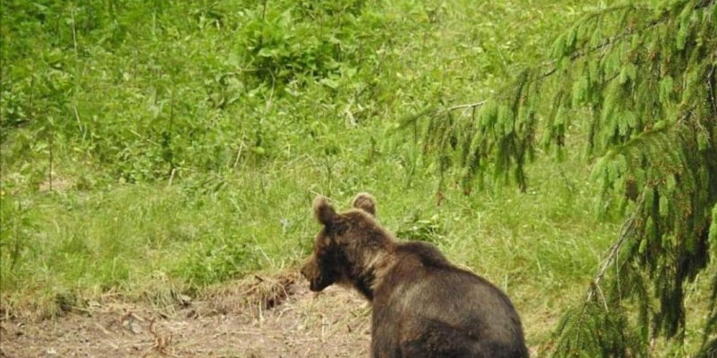 Un nou incident cu urși a avut loc în localitatea clujeană Pâglișa