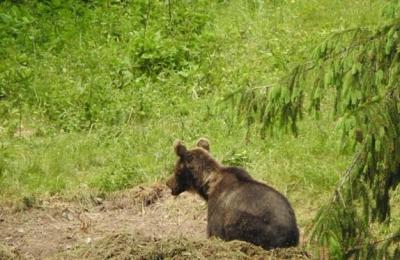 Un nou incident cu urși a avut loc în localitatea clujeană Pâglișa