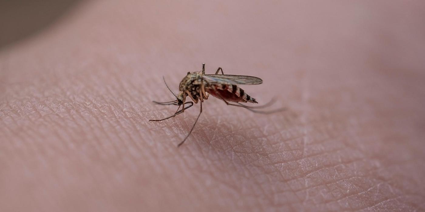 Crește bilanțul infecțiilor cu West Nile în România. Orașul cu cele mai multe cazuri