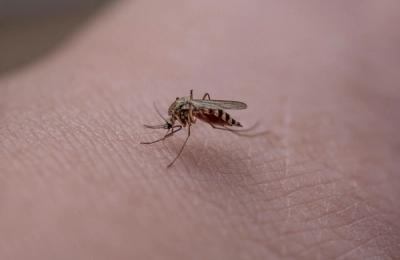 Crește bilanțul infecțiilor cu West Nile în România. Orașul cu cele mai multe cazuri. Care este situația în Constanța și cum ne protejăm
