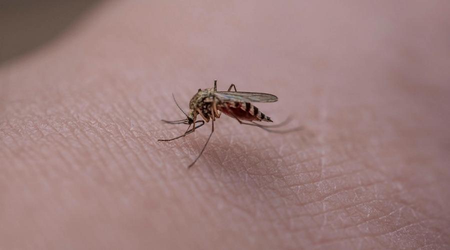 Crește bilanțul infecțiilor cu West Nile în România. Orașul cu cele mai multe cazuri