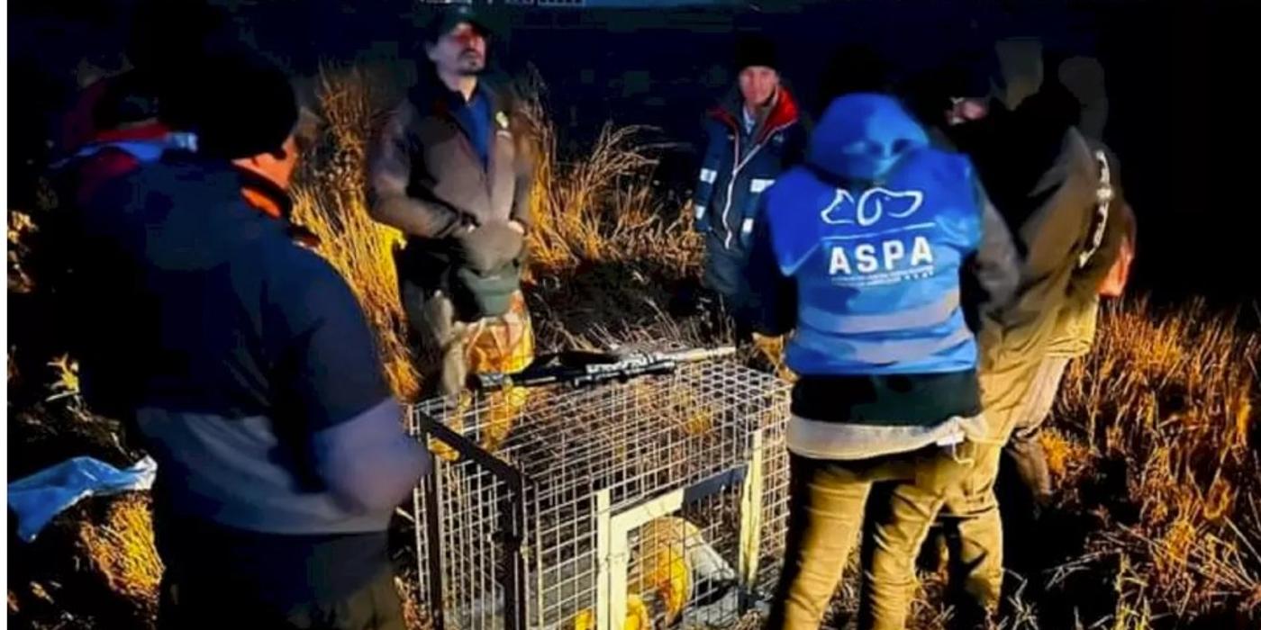 ASPA a prins 14 câini în zona locul Morii, acolo unde o femeie a sfâșiată