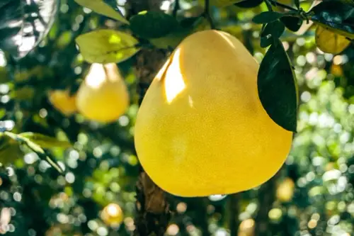 TUTORIAL: Cum se planteaza un pomelo? (VIDEO)
