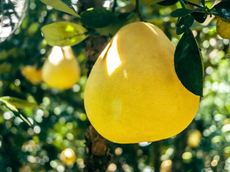 TUTORIAL: Cum se planteaza un pomelo? (VIDEO)