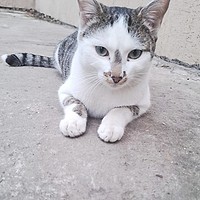 Miaunel, un motan alb cu gri, își caută o familie în București. „Plânge de fiecare dată când cineva vine să-l hrănească și nu vrea să plece fără el.”
