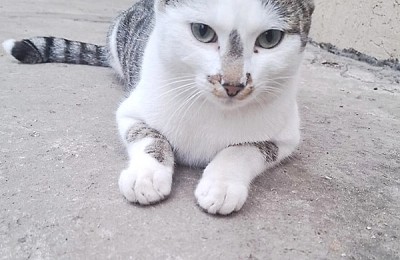 Miaunel, un motan alb cu gri, își caută o familie în București. „Plânge de fiecare dată când cineva vine să-l hrănească și nu vrea să plece fără el.”