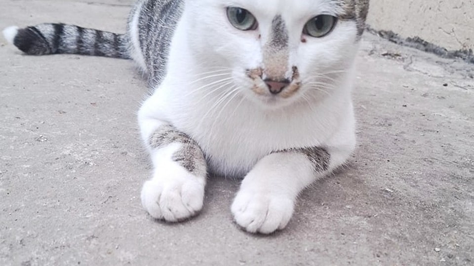 Miaunel, un motan alb cu gri, își caută o familie în București. „Plânge de fiecare dată când cineva vine să-l hrănească și nu vrea să plece fără el.”