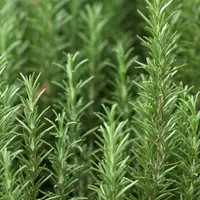 Rozmarinul: un aliat natural pentru memorie și protecția creierului