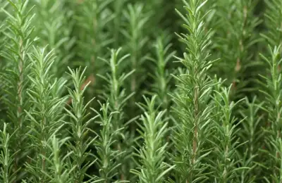 Rozmarinul: un aliat natural pentru memorie și protecția creierului