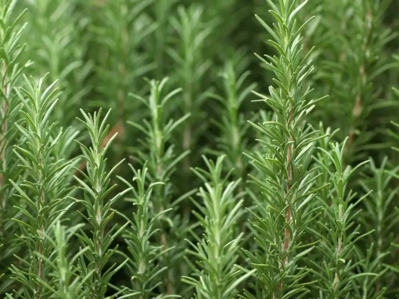 Rozmarinul: un aliat natural pentru memorie și protecția creierului