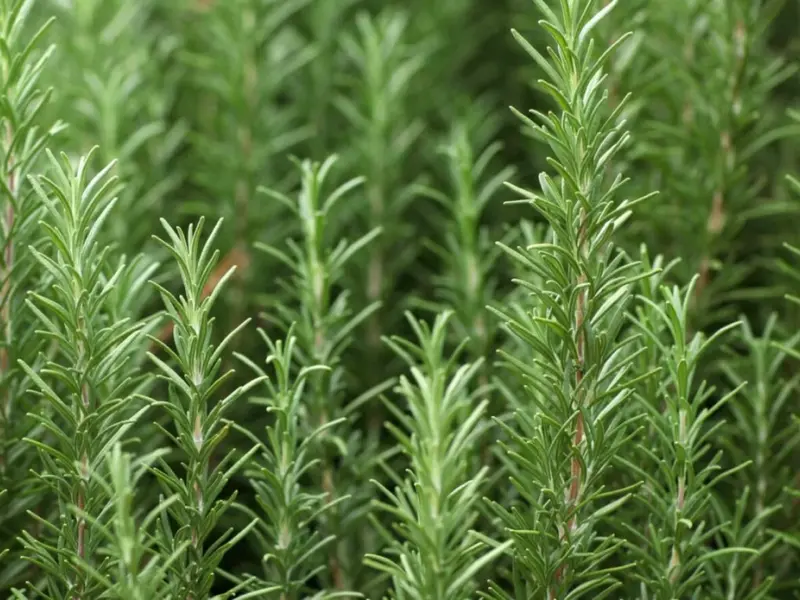 Rozmarinul: un aliat natural pentru memorie și protecția creierului