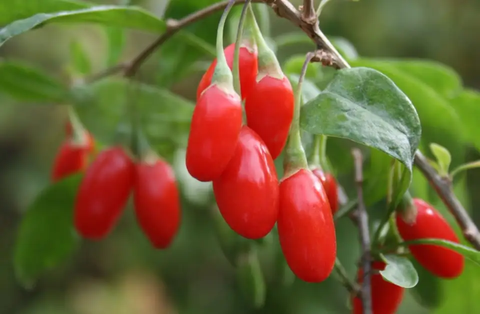 Tutorial: How to Plant Goji Berries (VIDEO)