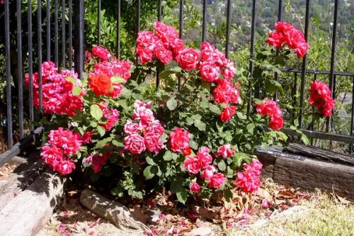 Cum se planteaza trandafirii pitici?