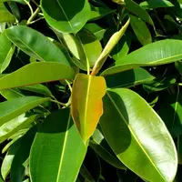 Ficusul, sfaturi utile pentru ingrijire