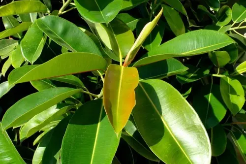 Ficusul, sfaturi utile pentru ingrijire