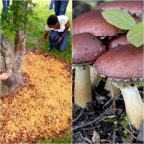 Cum sa cresti ciuperci chiar in gradina ta