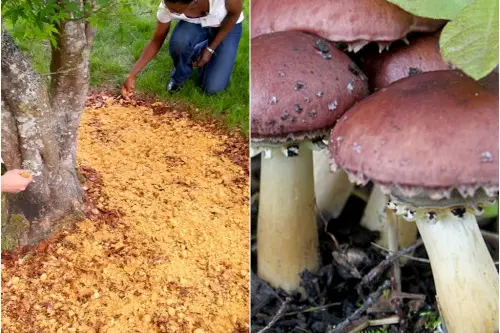 Cum sa cresti ciuperci chiar in gradina ta