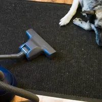 Top 10 soluții eficiente pentru eliminarea părului de câine de pe covoare