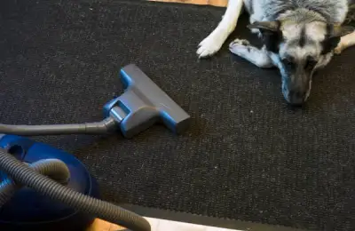 Top 10 Effective Solutions for Removing Dog Hair from Carpets