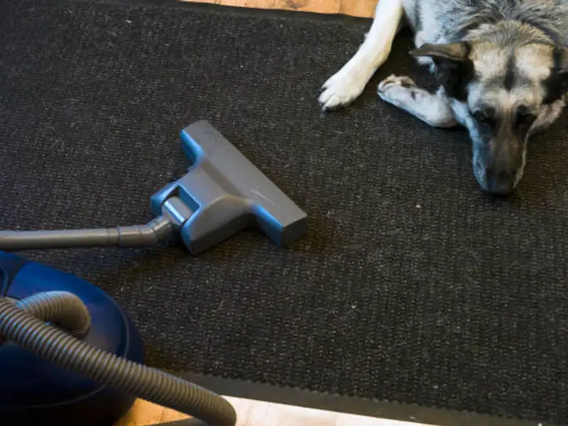 Top 10 soluții eficiente pentru eliminarea părului de câine de pe covoare