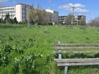 Universitatea „Ovidius”: O graniță invizibilă între splendoare și paragină. Cine este vinovat de „jungla” din fața campusului?