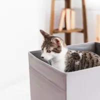 Unde să ascunzi litiera fără să strici estetica locuinței