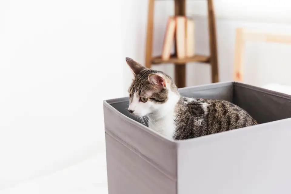 Where to Hide Your Litter Box Without Ruining Your Home's Aesthetics