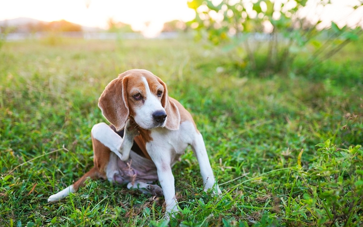 De ce se scarpină câinii? Când este momentul pentru un consult dermatologic veterinar la PartnerVet
