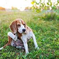 De ce se scarpină câinii? Când este momentul pentru un consult dermatologic veterinar la PartnerVet