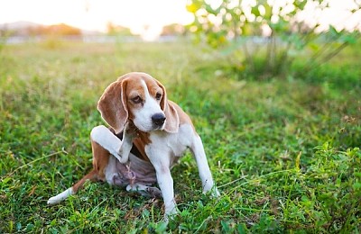 De ce se scarpină câinii? Când este momentul pentru un consult dermatologic veterinar la PartnerVet