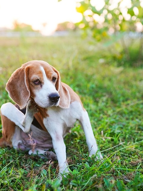 De ce se scarpină câinii? Când este momentul pentru un consult dermatologic veterinar la PartnerVet