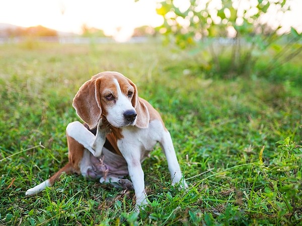 De ce se scarpină câinii? Când este momentul pentru un consult dermatologic veterinar la PartnerVet