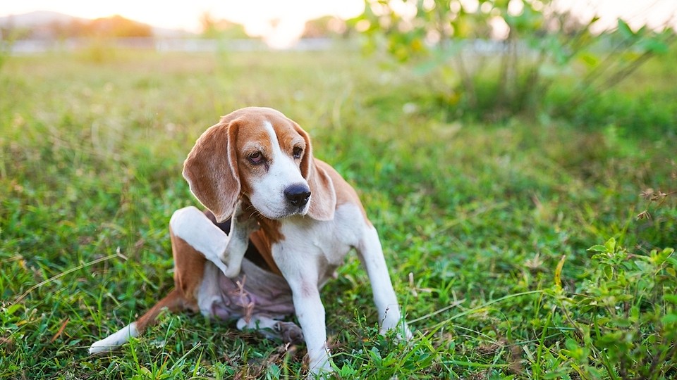 De ce se scarpină câinii? Când este momentul pentru un consult dermatologic veterinar la PartnerVet