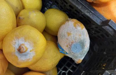 Comisarii ANPC au dat amenzi de peste 5 milioane de lei în 500 de magazine aparţinând lanţului Mega Image, în ultima lună şi jumătate / Preşedinte ANPC: La ei acasă pot să respecte drepturile consumatorilor, la noi pare că nu FOTO