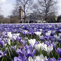 Cele mai frumoase gradini din Londra