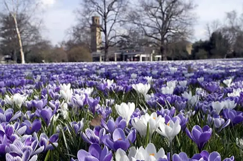 Cele mai frumoase gradini din Londra