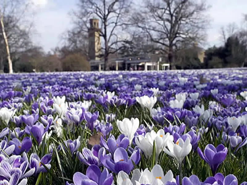 Cele mai frumoase gradini din Londra