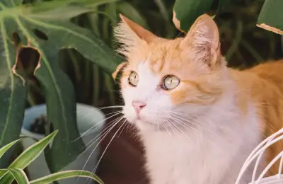 Safe Plants for Dogs and Cats