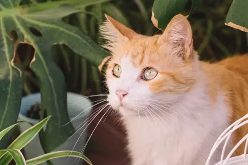 Plante sigure pentru câini și pisici