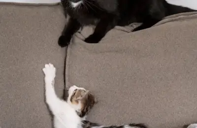 Pisica ta și designul casei: Cum să integrezi nevoile ei în amenajare