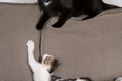 Pisica ta și designul casei: Cum să integrezi nevoile ei în amenajare