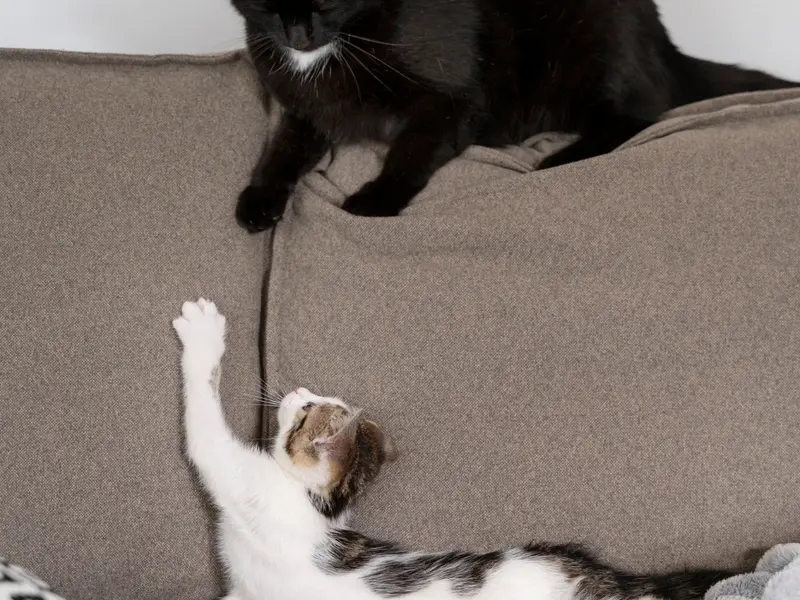 Pisica ta și designul casei: Cum să integrezi nevoile ei în amenajare