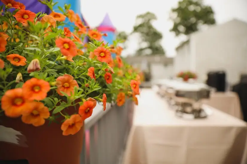 Adding Charm to Your Terrace This Spring with Flower Pots