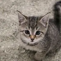 Cum să obișnuiești pisoiul cu litieră când locuiești într-un apartament