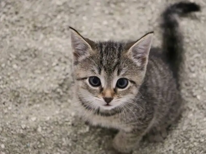 Cum să obișnuiești pisoiul cu litieră când locuiești într-un apartament