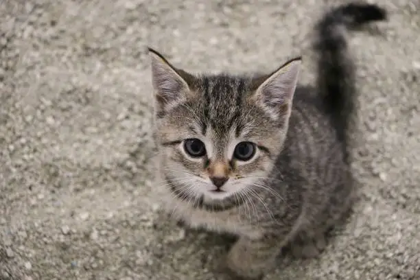 Litter Training Your Kitten in an Apartment