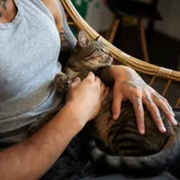 Te urmează peste tot? Ce înseamnă când pisica nu se desparte de tine