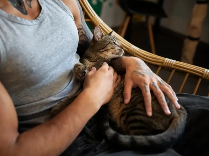 Te urmează peste tot? Ce înseamnă când pisica nu se desparte de tine