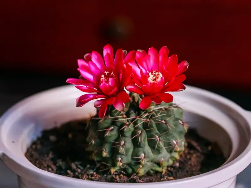 Alegerea speciilor de cactusi potrivite pentru locuinta